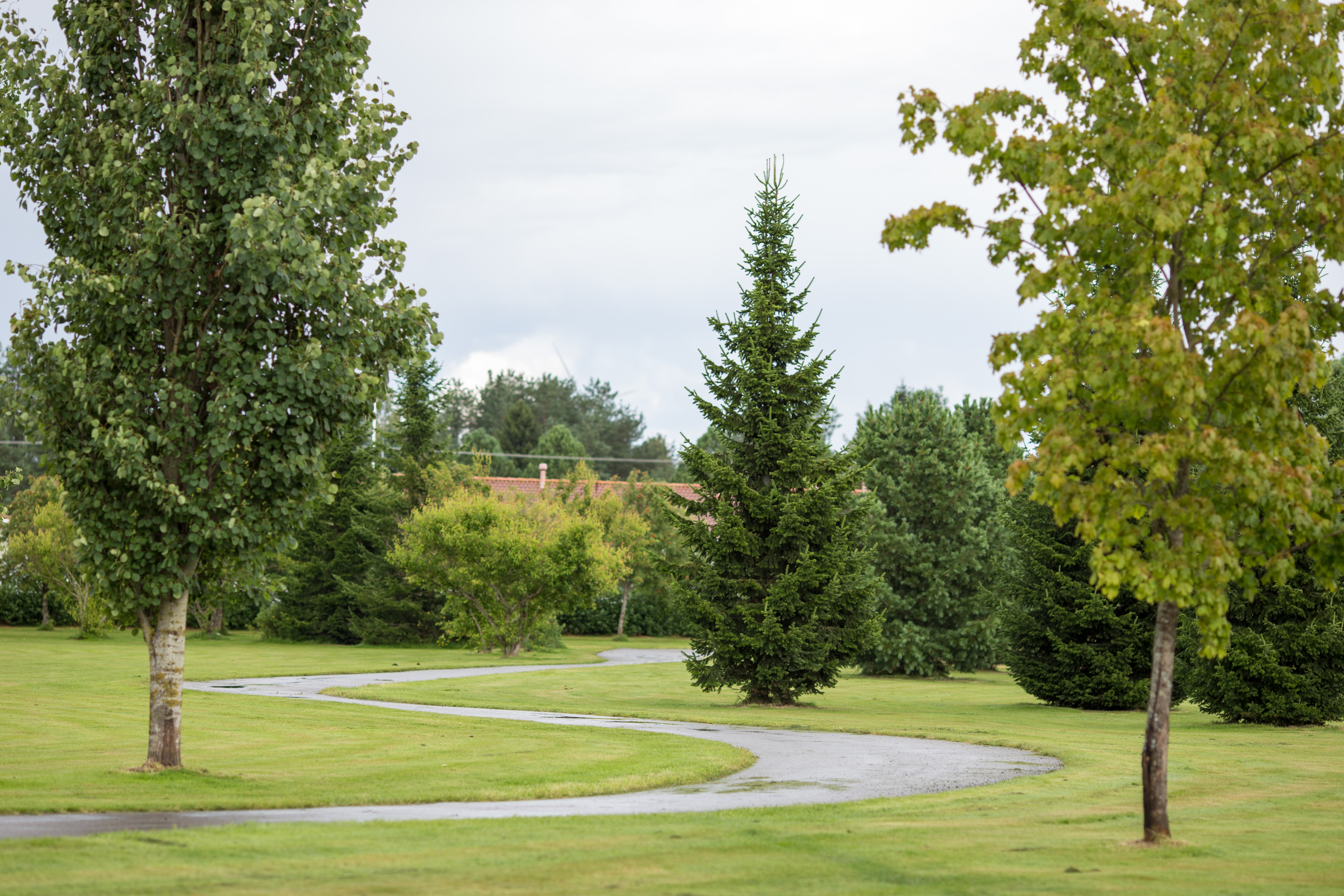 Puistoalue, jonka keskellä mutkittelee pyörätie.