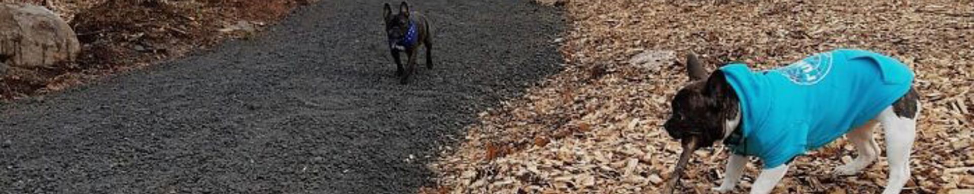 Kaksi pientä koiraa ulkoilemassa.