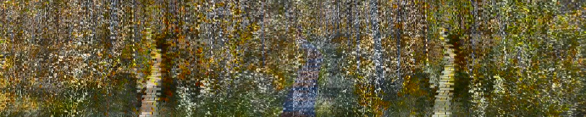 Pitkospuut metsän keskellä.