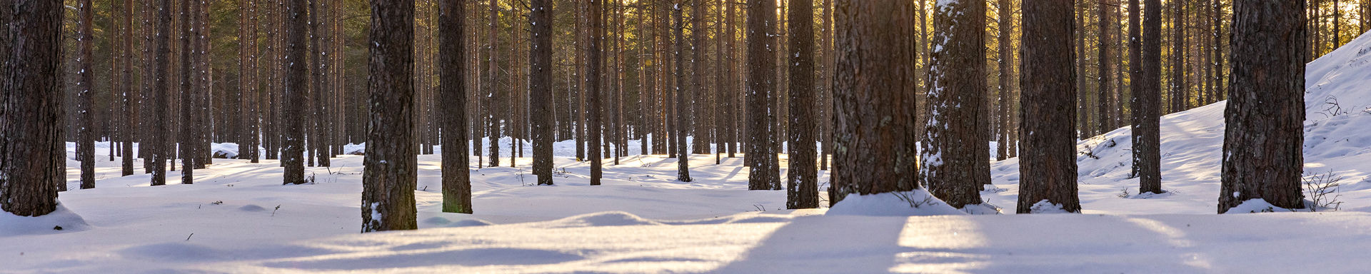 Aurinko paistaa talvisen metsän välistä.