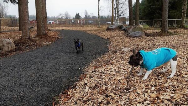 Kaksi koiraa leikkii koirapuistossa