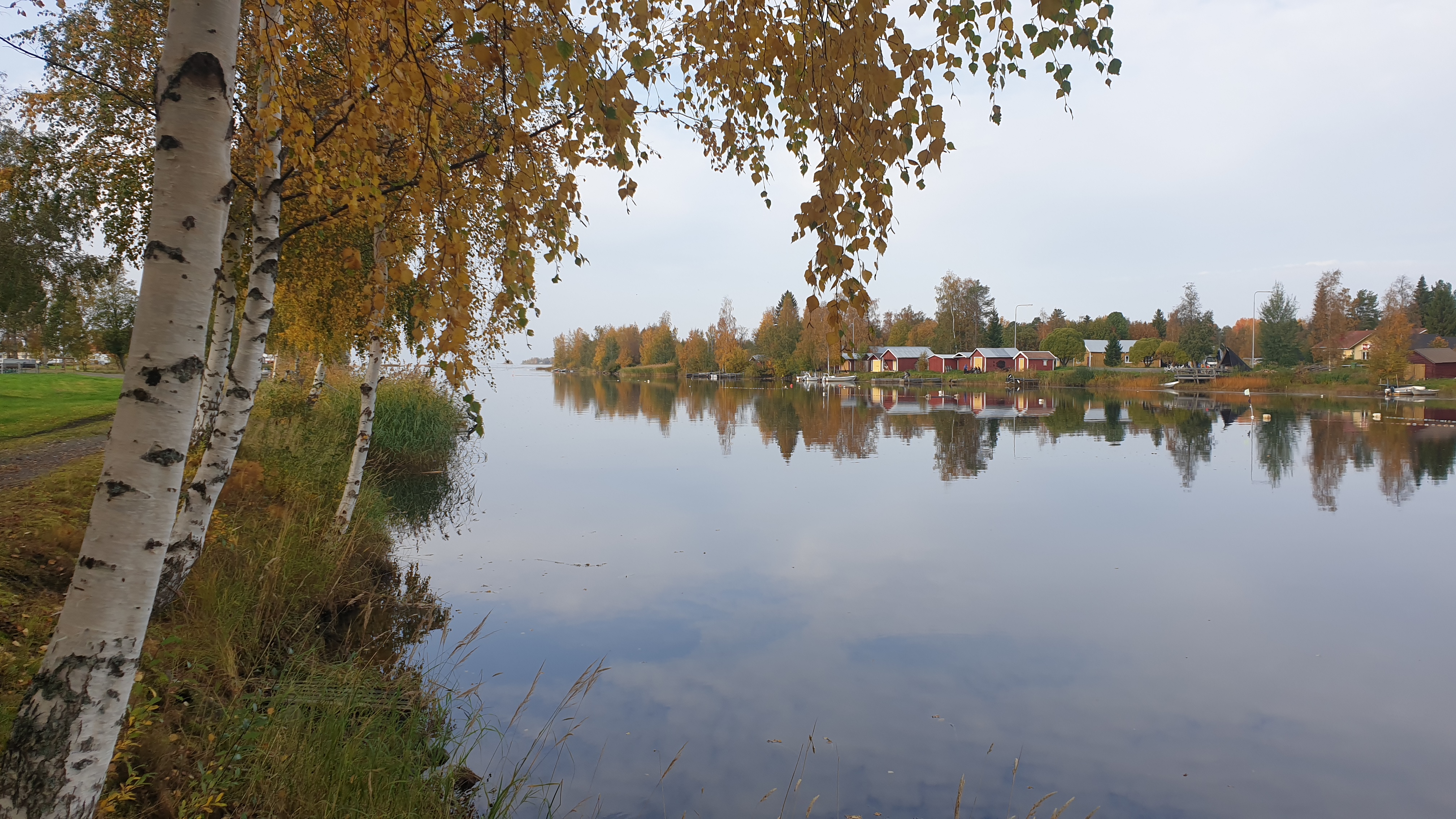 Kuvassa joen vartta reunustaa koivikko ja toisella rannalla asutusta .