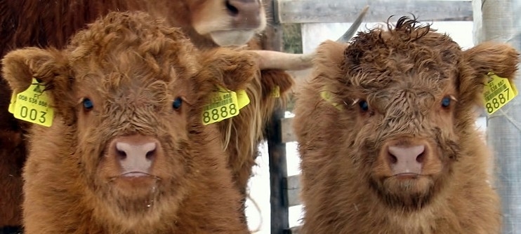 Ylämaan karjan vasikoita laitumella. Kuva: Sirkku Kianto