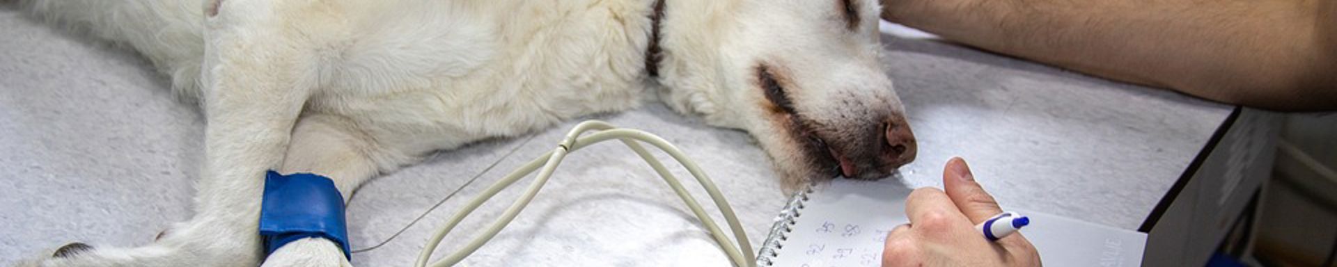 Koira hoidettavana eläinlääkärissä