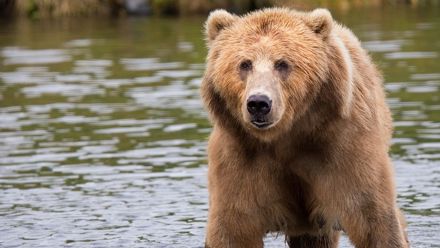 Karhu kahlaamassa vedessä.