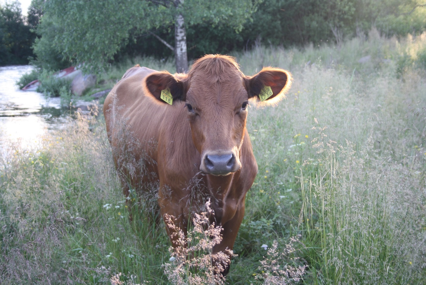 Lehmä rantalaitumella.