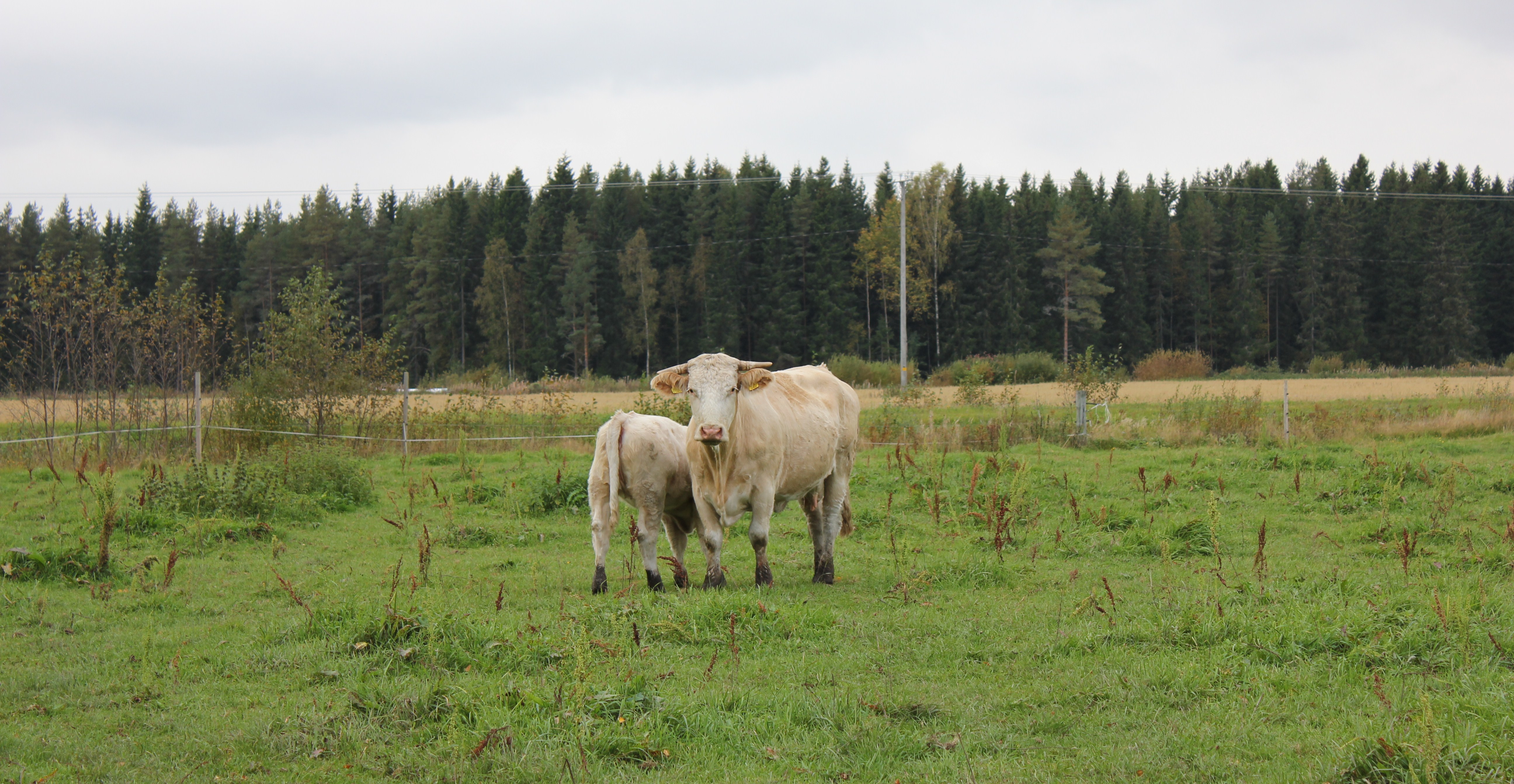 Lehmiä laitumella, kuva: Sirkku Kianto