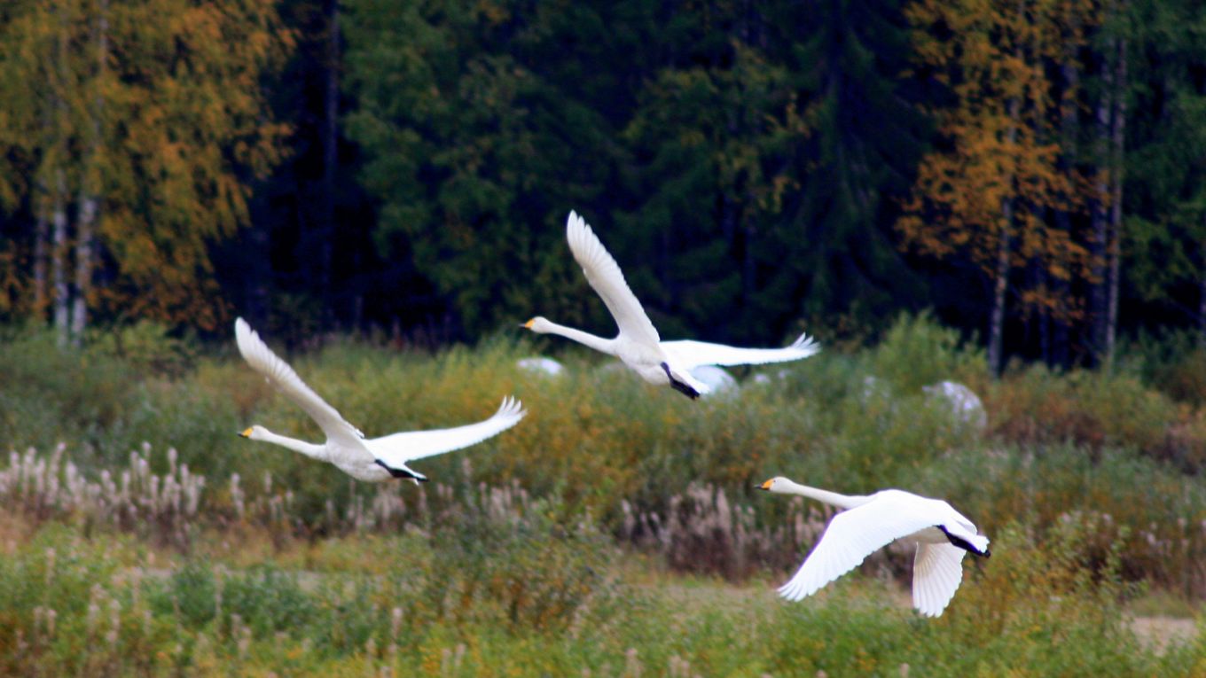 Kuvassa kolme lentävää joutsenta, metsää ja peltoa