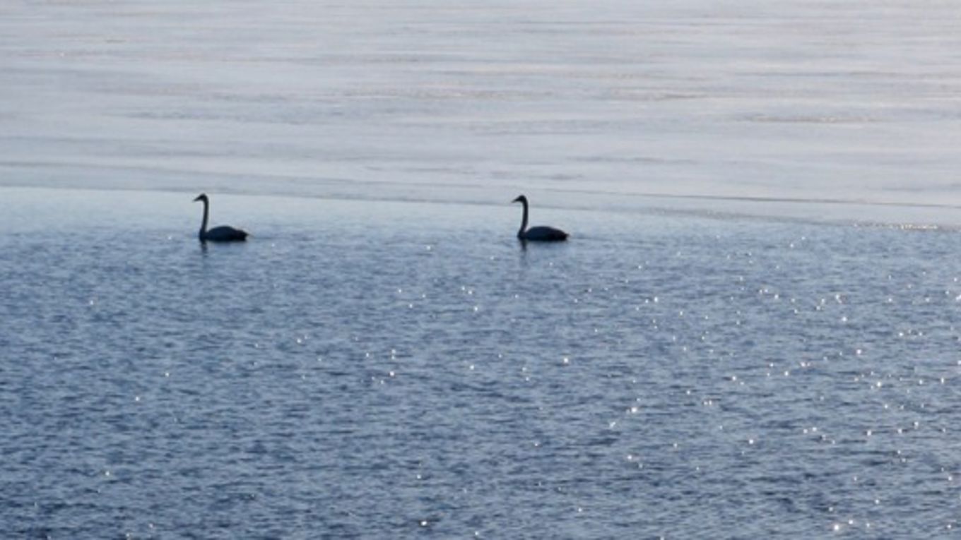 Kuva: kevät, joutsenia, vettä, jäätä, Kuvaaja: Roine Piirainen
