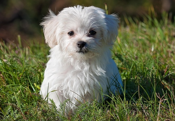 Kuvassa valkoinen pieni koira istuu nurmikolla