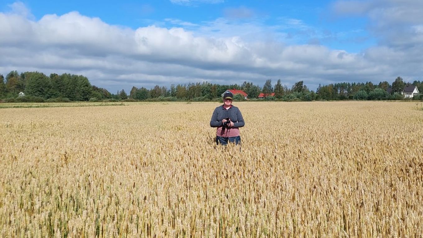 Kuva viljapelto, pilviä, taivas, ihminen tarkastamassa hukkakauraa pellolta