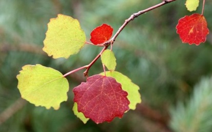 Kuvassa keltaisi ja punaisia lehtiä, syksy